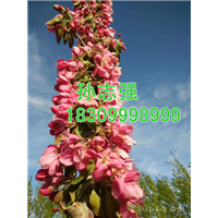 新疆野生苹果种子花期 