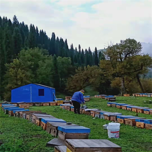 伊犁野生苹果种子价格