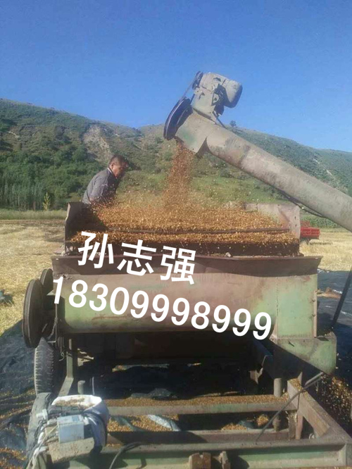 诚信野生苹果种子**专业加工基地 