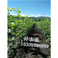 野生苹果种子的出牙率，繁盛种植农民合作社 