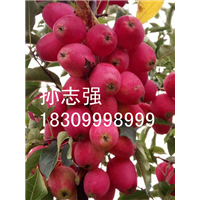 新疆野生苹果种子基地@野生苹果种子价格 