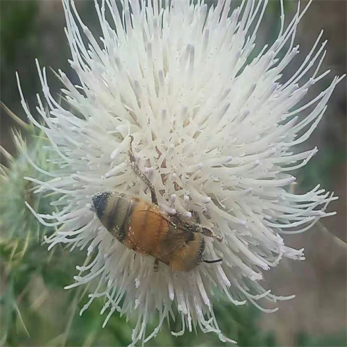 新疆野山花蜂蜜价格
