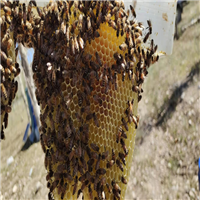 野山花蜂蜜的作用与功效