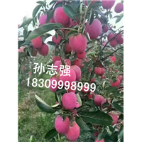 新疆野生苹果种子果实 