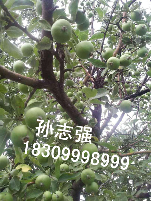 新疆野生苹果种子批发价销售陕西区域 