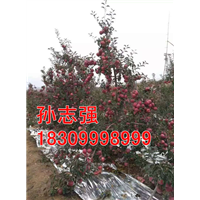 新疆野生苹果种子质量保证基地 