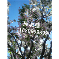 野生苹果种子花期 