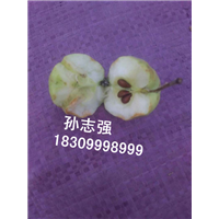 野生苹果，新疆野生苹果果实 