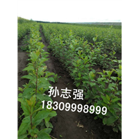 野生苹果种子的出牙率-繁盛种植农民合作社 