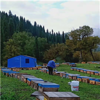 伊犁野生苹果种子价格