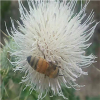 新疆野山花蜂蜜价格