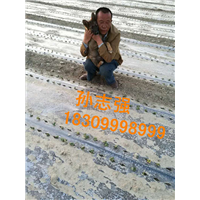 新疆野苹果种子发芽 