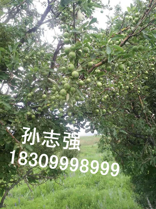新疆野生苹果种子长年销售陕西区域 