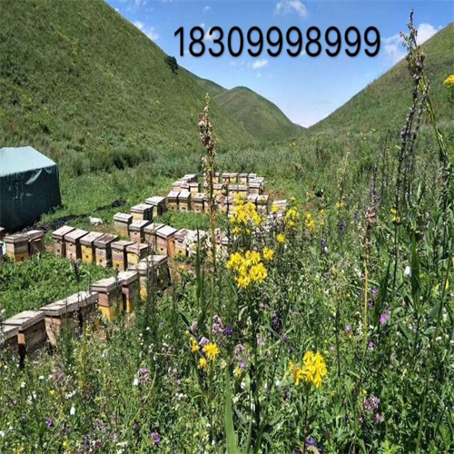 野苹果种子基地