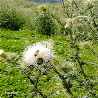 新疆野苹果种子