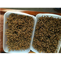 东莞名贵虫草回收 