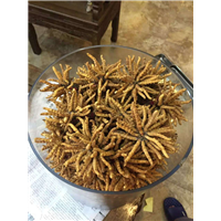 东莞名贵虫草回收 