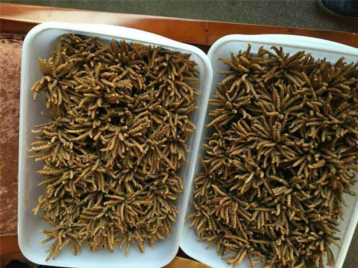 东莞名贵虫草回收 