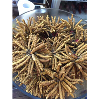 东莞虫草回收 