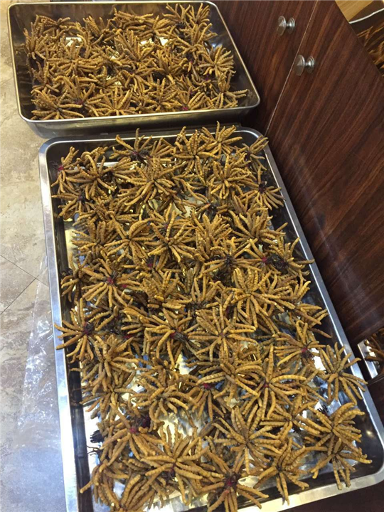 东莞名贵虫草回收 