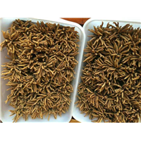 东莞虫草回收 