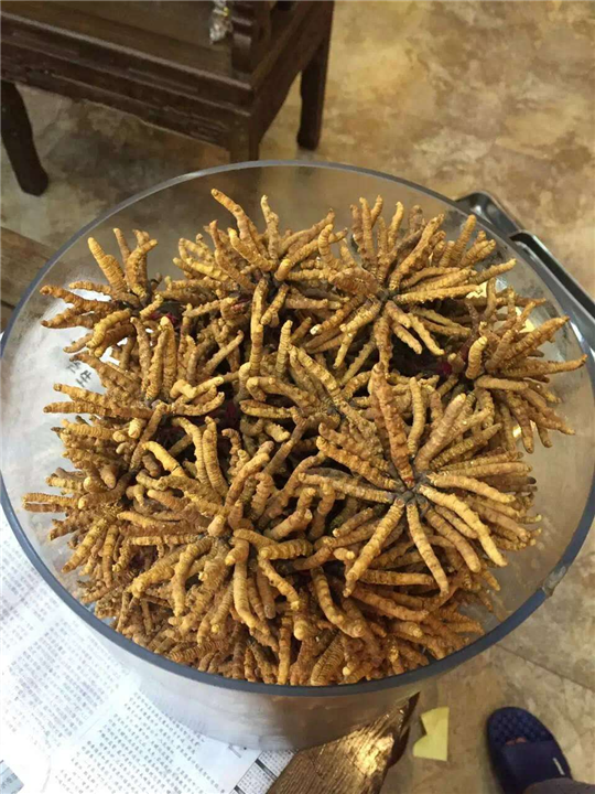 东莞名贵虫草回收 