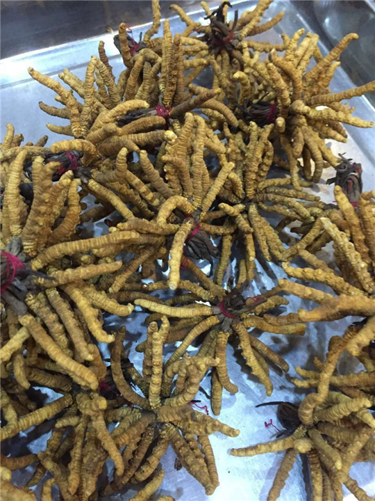 东莞名贵虫草回收 