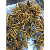 东莞名贵虫草回收 