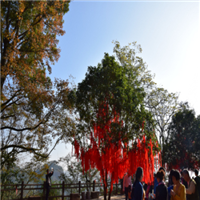 武夷山旅游包车！武夷山旅游包车电话