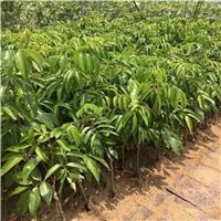 惠州桂味荔枝苗 