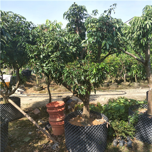 惠州仙进奉荔枝苗