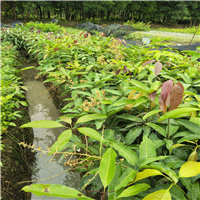 中山芒果苗 