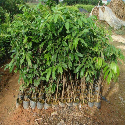 广西荔枝直生苗基地 