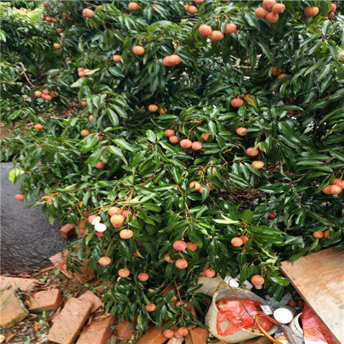 惠州荔枝苗基地