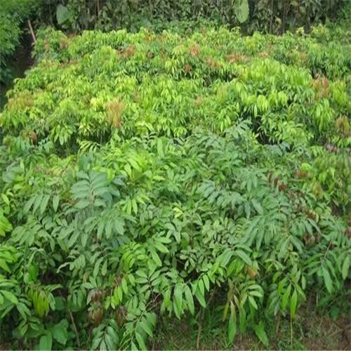 惠州荔枝苗 