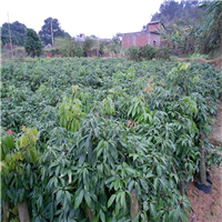 东莞荔枝直生苗种植基地