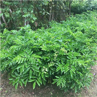 中山黄皮苗 
