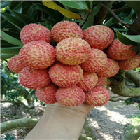 惠州糯米糍苗哪家好 