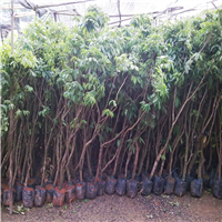 惠州荔枝直生苗