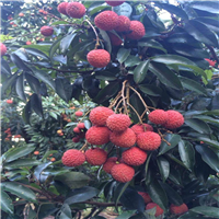 中山桂味荔枝苗 