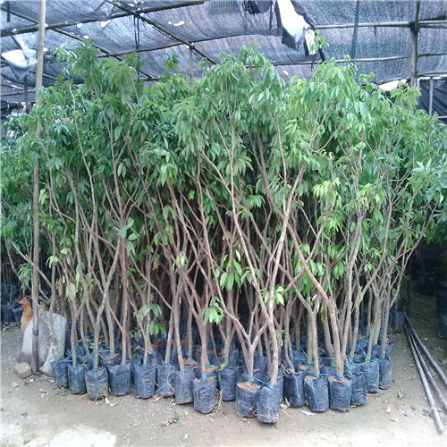 惠阳妃子笑荔枝苗