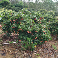 惠阳荔枝苗基地