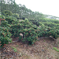 淡水荔枝苗价格