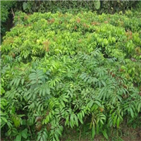 中山荔枝征地苗 