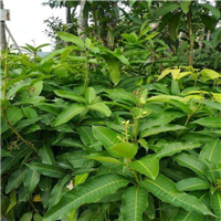 广东芒果苗 