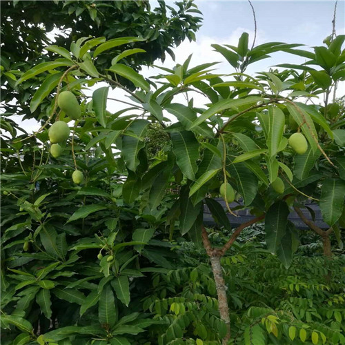 广东四季芒果苗 