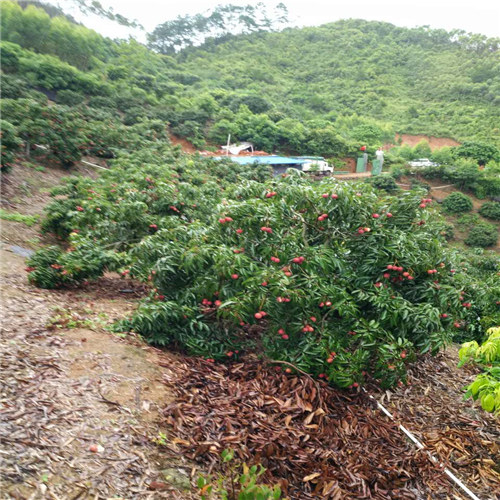 河源荔枝苗