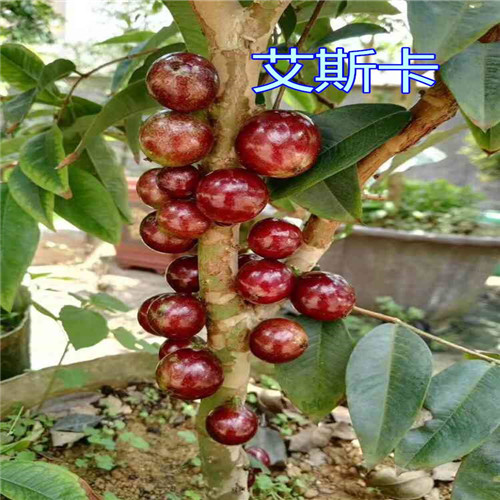 广东艾斯卡树葡萄苗 