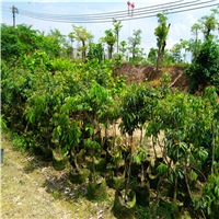 广州仙进奉荔枝苗