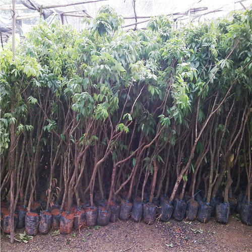 惠州荔枝直生苗